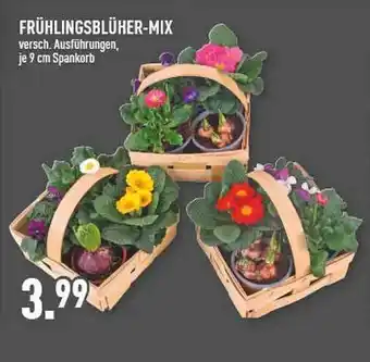 Marktkauf Frühlingsblüher-mix Angebot