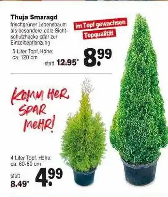 Repo Markt Thuja Smaragd Angebot