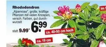 Repo Markt Rhododendron „alpenrose“ Angebot