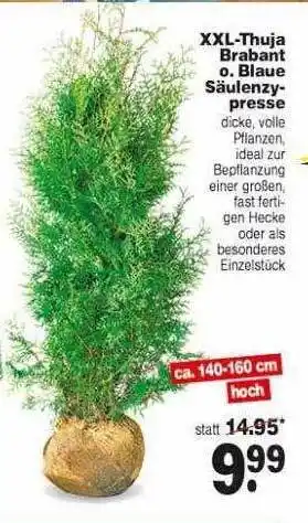 Repo Markt XXL-thuja Brabant O. Blaue Säulenzypresse Angebot