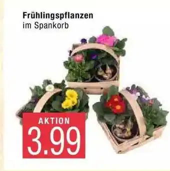 Marktkauf Frühlingspflanzen Angebot