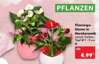 Kaufland Flamingoblume In Herzkeramik Angebot