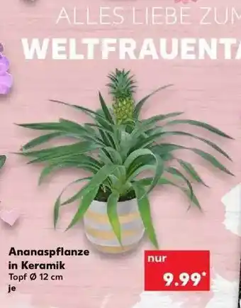 Kaufland Ananaspflanze In Keramik Angebot