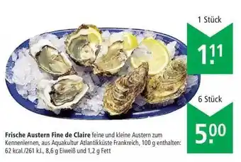 Marktkauf Frische Austern Fine De Claire Angebot