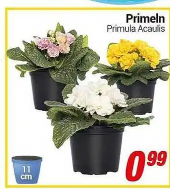 CENTERSHOP Primeln Angebot