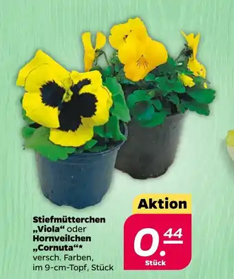 NETTO Stiefmutterchen Viola oder Hornveilchen Cornuta Angebot