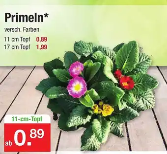 Zimmermann Primeln Angebot