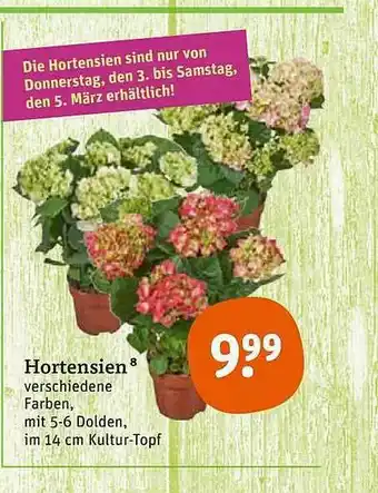 tegut Hortensien Angebot