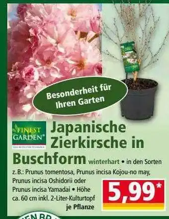 Norma Finest Garden Japanische Zierkirsche In Buschform Angebot