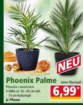 Norma Phoenix Palme Angebot