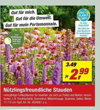 toom Baumarkt Nützlingsfreundliche Stauden Angebot