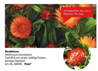 Hellweg Strohblume Angebot