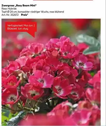 Hellweg Zwergrose „rosy Boom Mini“ Angebot