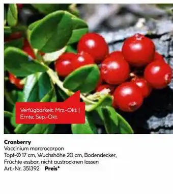 Hellweg Cranberry Angebot