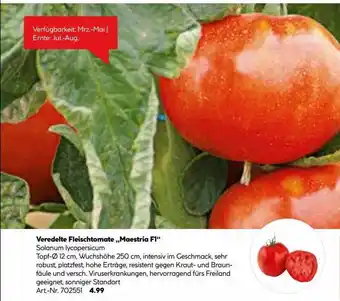 Hellweg Veredelte Fleischtomate „maestria F1” Angebot