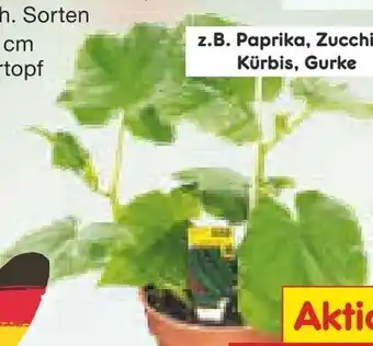 Netto Marken-Discount Gemüsepflanzen Angebot