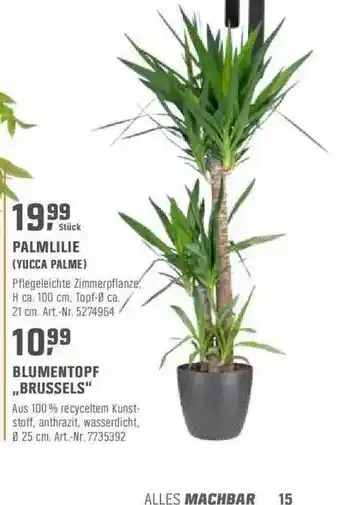 OBI Palmlilie (yucca Palme) Oder Blumentopf „brussels“ Angebot