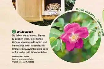 Bauhaus Hundsrose Rosa Rugosa Angebot