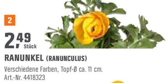 OBI Ranunkel (Ranunculus) Angebot