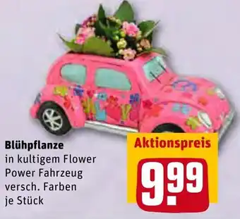 REWE Blühpflanze Angebot