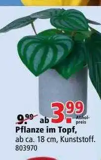 Möbel Meyerhoff Pflanze Im Topf Angebot