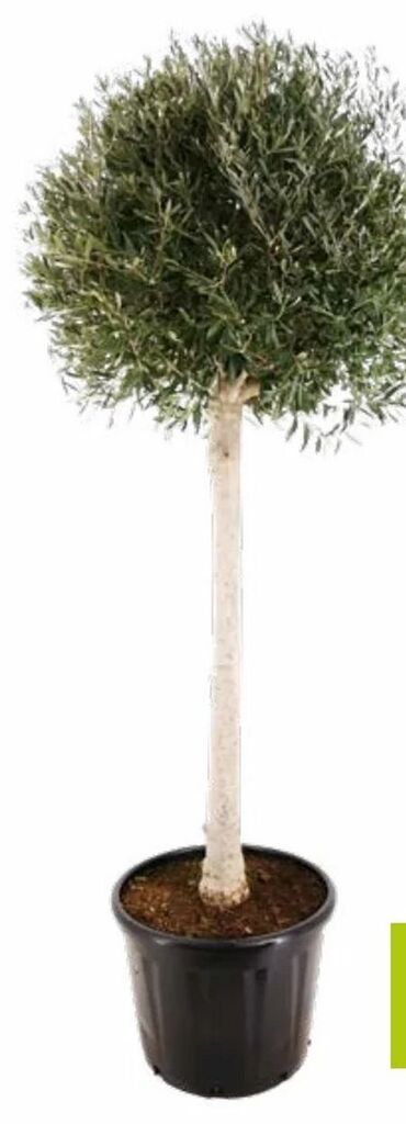 olivenbaum garten Olivenbaum / Olea europaea online kaufen