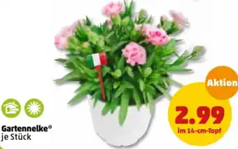 PENNY Gartennelke Angebot