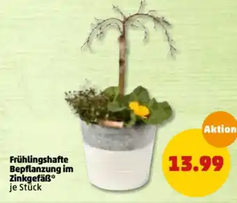 PENNY Fruhlingshafte Bepflanzung im Zinkgefab Angebot