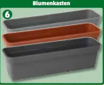 PENNY Blumenkasten Angebot