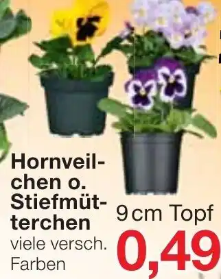 Jawoll Hornveilchen oder Stiefmütterchen 9cm Topf Angebot