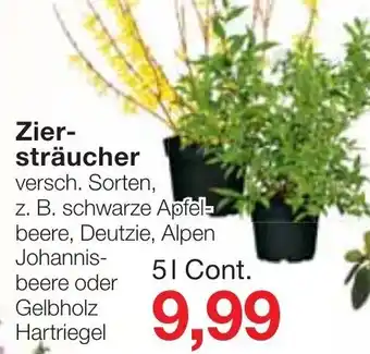 Jawoll Ziersträucher 5L Cont. Angebot