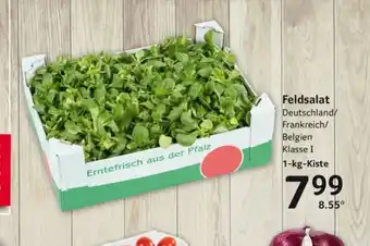 Selgros Feldsalat 1 kg Kiste Angebot