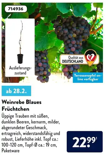 Aldi Nord Weinrebe Blaues Früchtchen Angebot