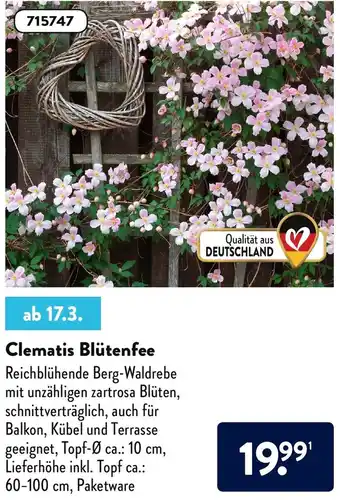 Aldi Nord Clematis Blütenfee Angebot