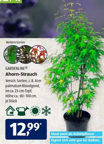 Aldi Süd Gardenline Ahorn Strauch Angebot