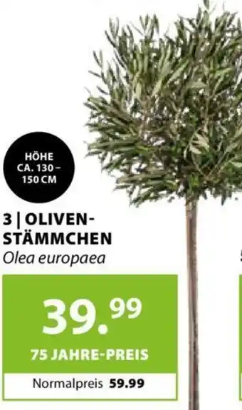 Dehner Oliven Stämmchen Angebot