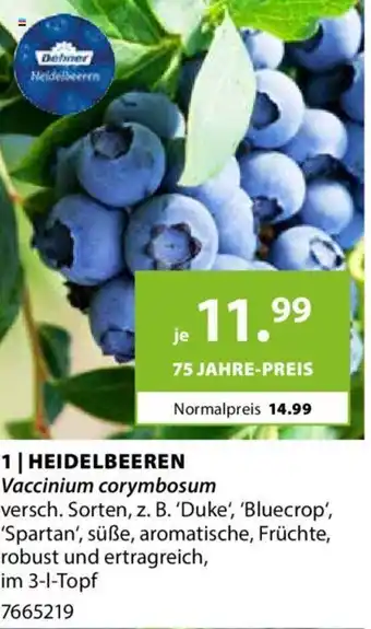 Dehner Heidelbeeren Angebot