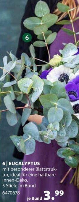 Dehner Eucalyptus Angebot