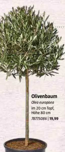 Olivenbaum Olea Europaea Angebot bei Bauhaus