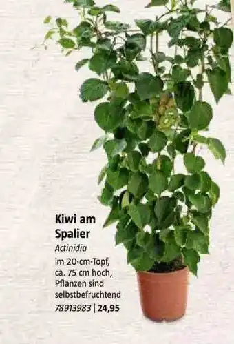 Bauhaus Kiwi Am Spalier Actinidia Angebot