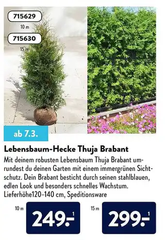 Aldi Nord Lebensbaum-hecke Thuja Brabant Angebot