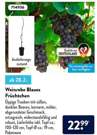 Aldi Nord Weinrebe Blaues Früchtchen Angebot