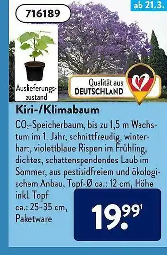 Aldi Süd Kiri- Oder Klimabaum Angebot