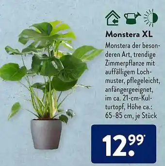 Aldi Süd Monstera XL Angebot