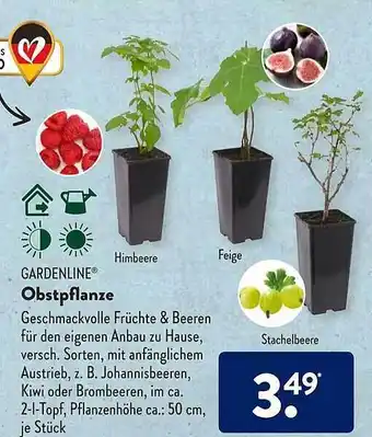 Aldi Süd Gardenline Obstpflanze Angebot