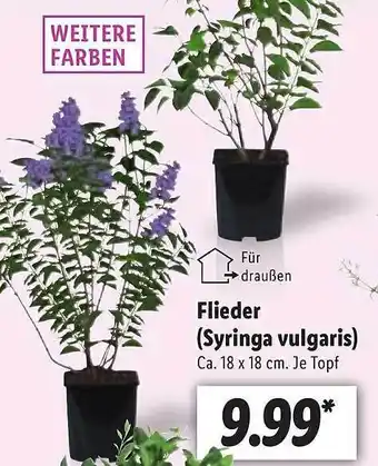 Lidl Flieder (syringa Vulgaris) Angebot