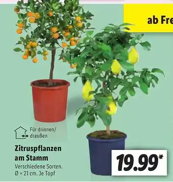 Lidl Zitruspflanzen Am Stamm Angebot