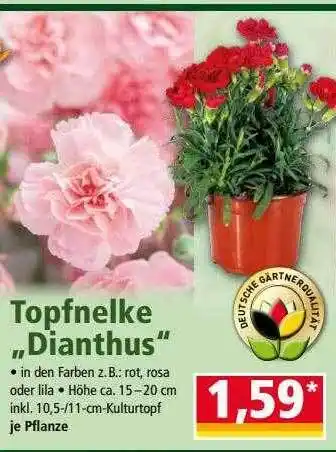 Norma Topfnelke „dianthus“ Angebot