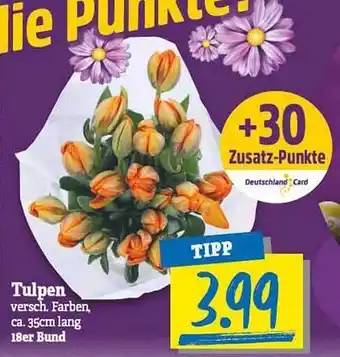 NP Discount Tulpen Angebot