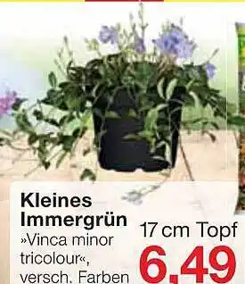 Jawoll Kleines Immergrün Angebot